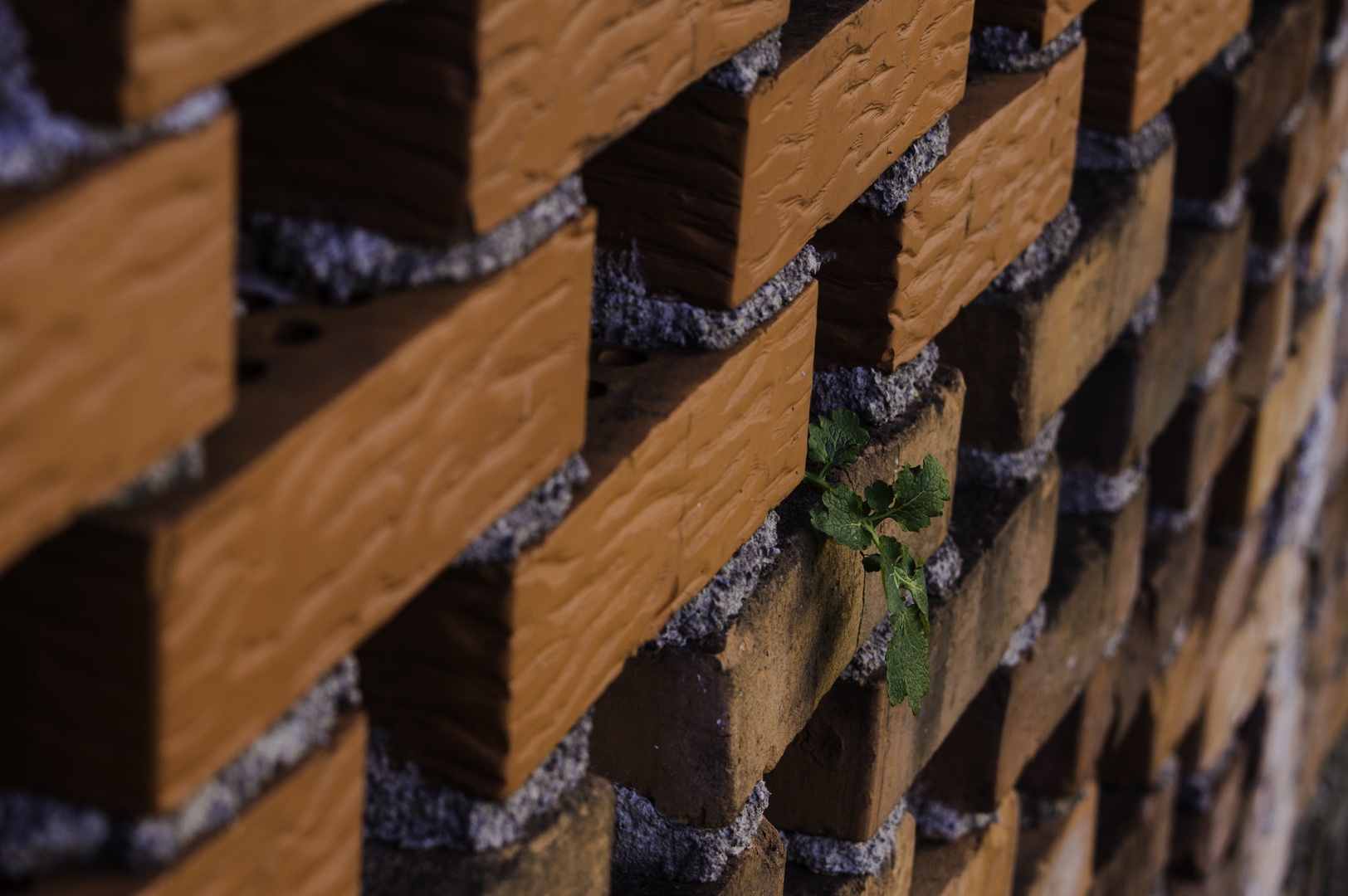 Plant vs Wall by Dejan Damiš