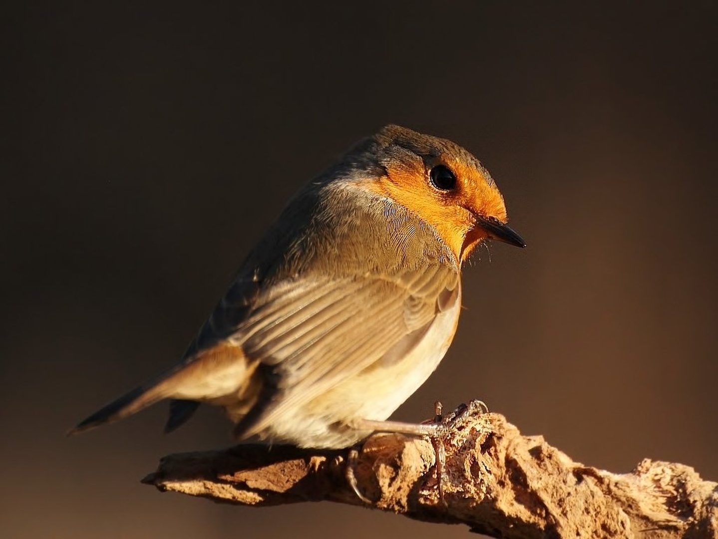 Angry birds  -RED- by Mattej