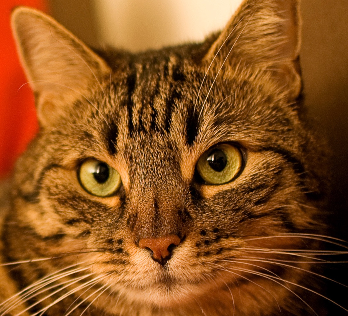 Portrait of a cat by Matjaž Skrinar