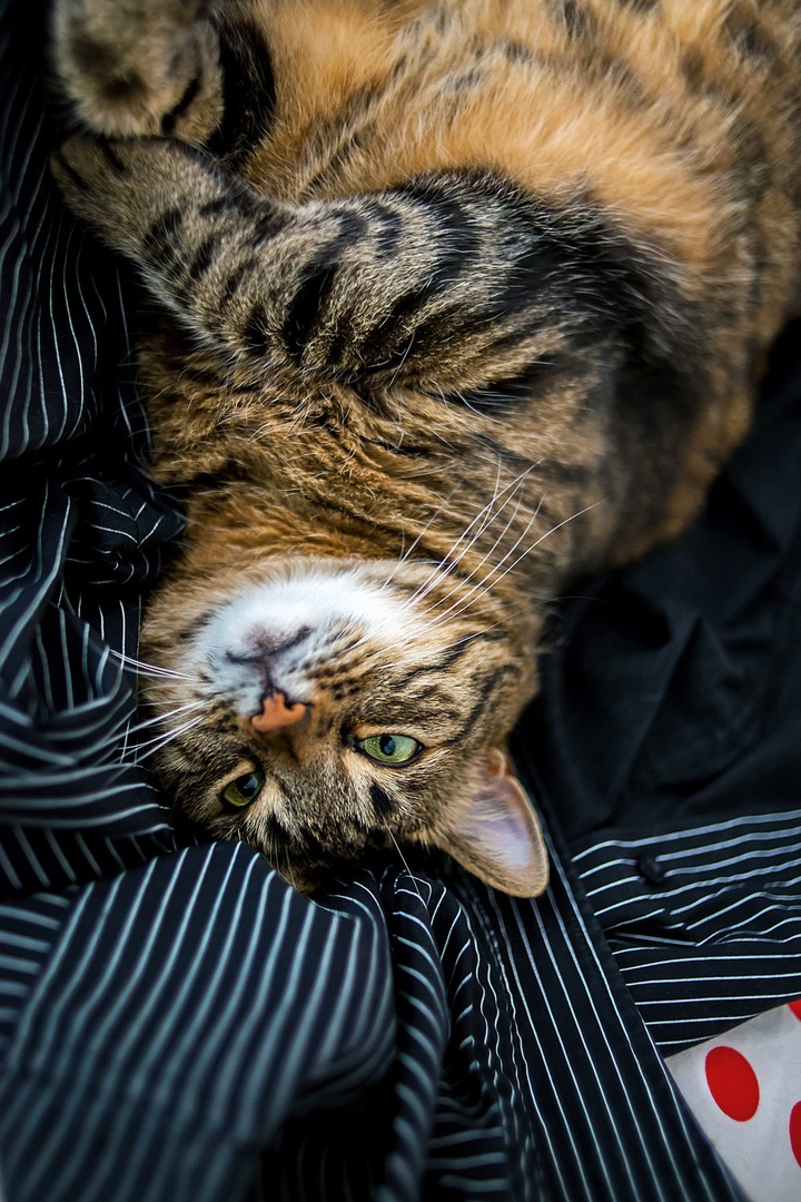 Fotografova srajca je najboljša blazina by Matjaž Skrinar
