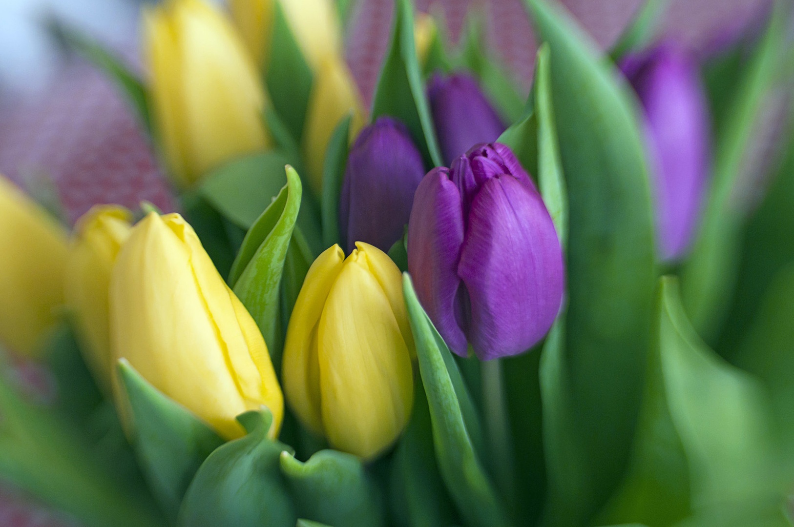 Tulipani by Matjaž Skrinar