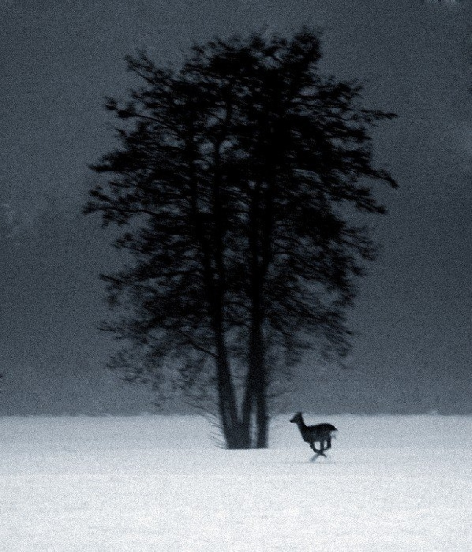 The Prey by Tomaž