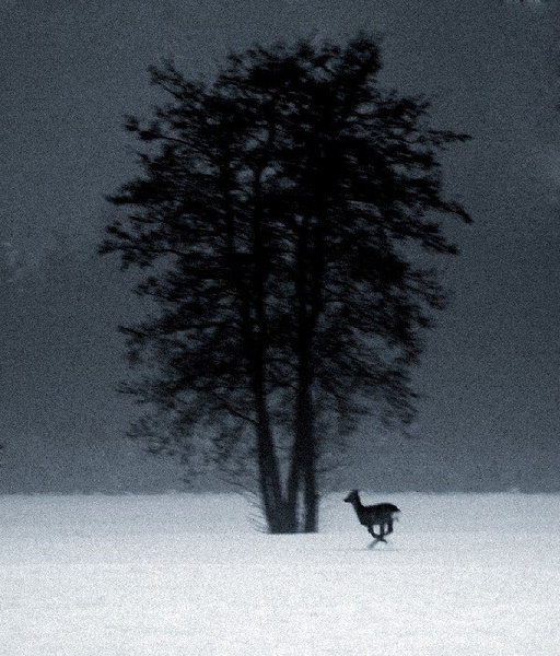 The Prey by Tomaž