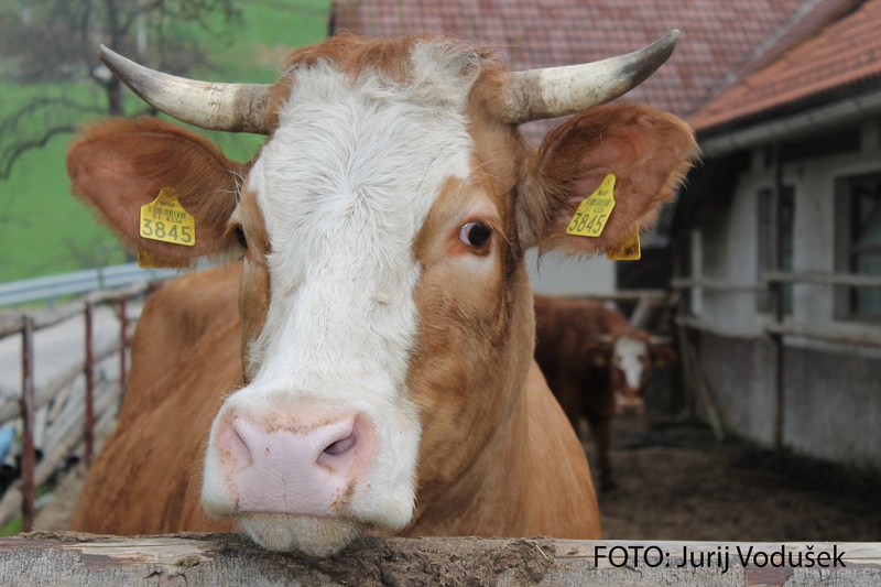 fotogenična krava by Jurij Vodušek