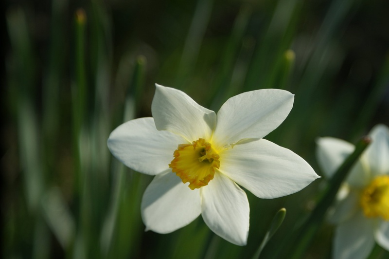 spring by Zorica Ašanin