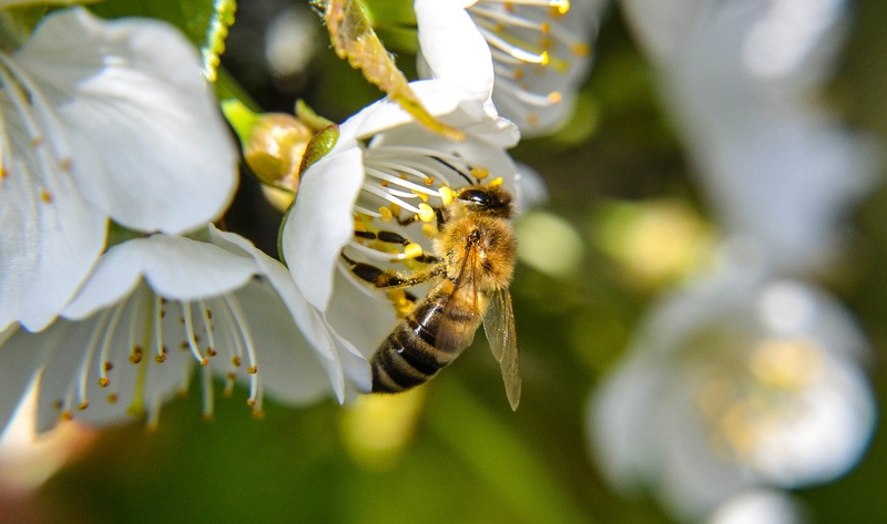 Honey bee by Vanja Hadžiavdić