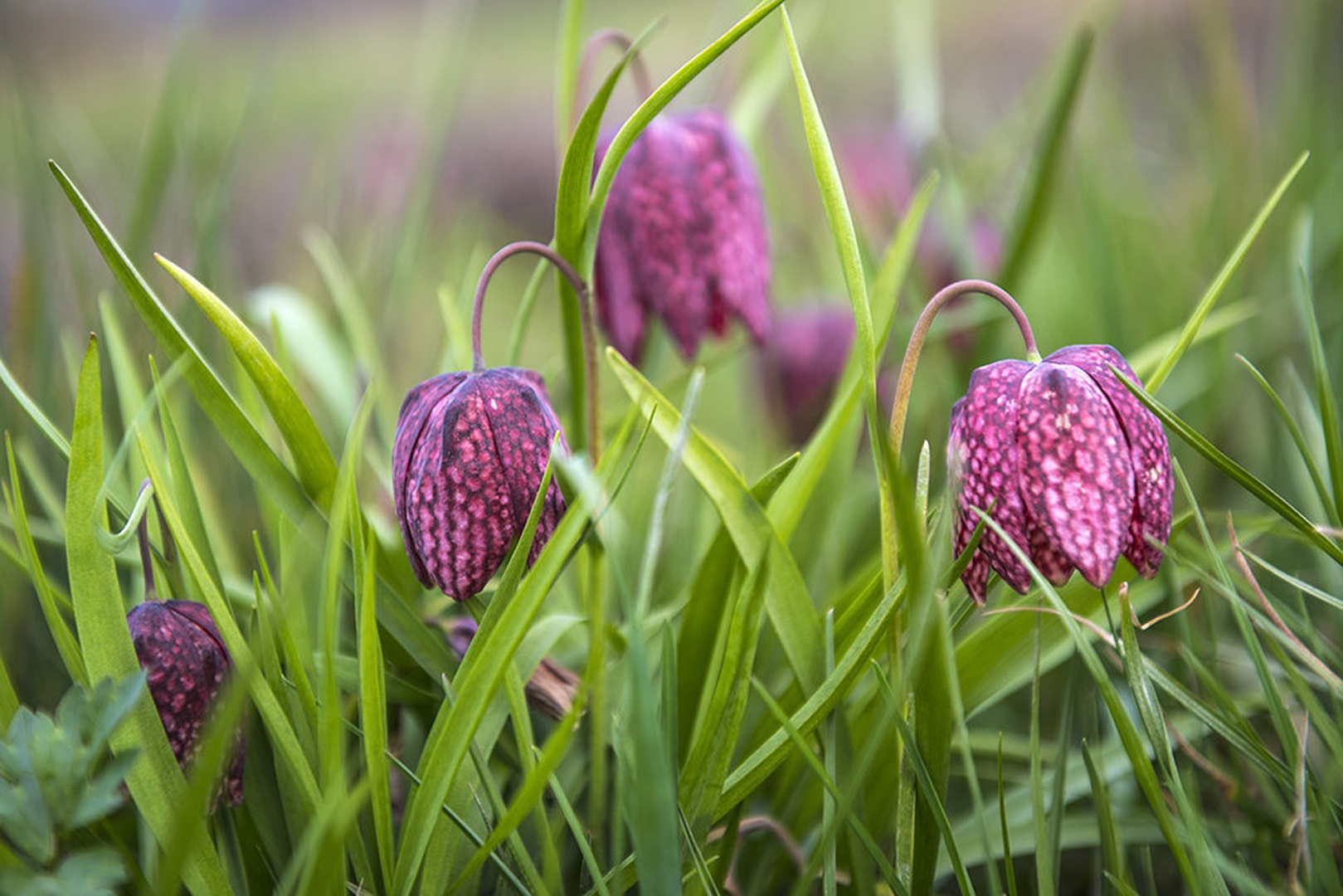 Močvirski tulipan by Dušan Mastnak