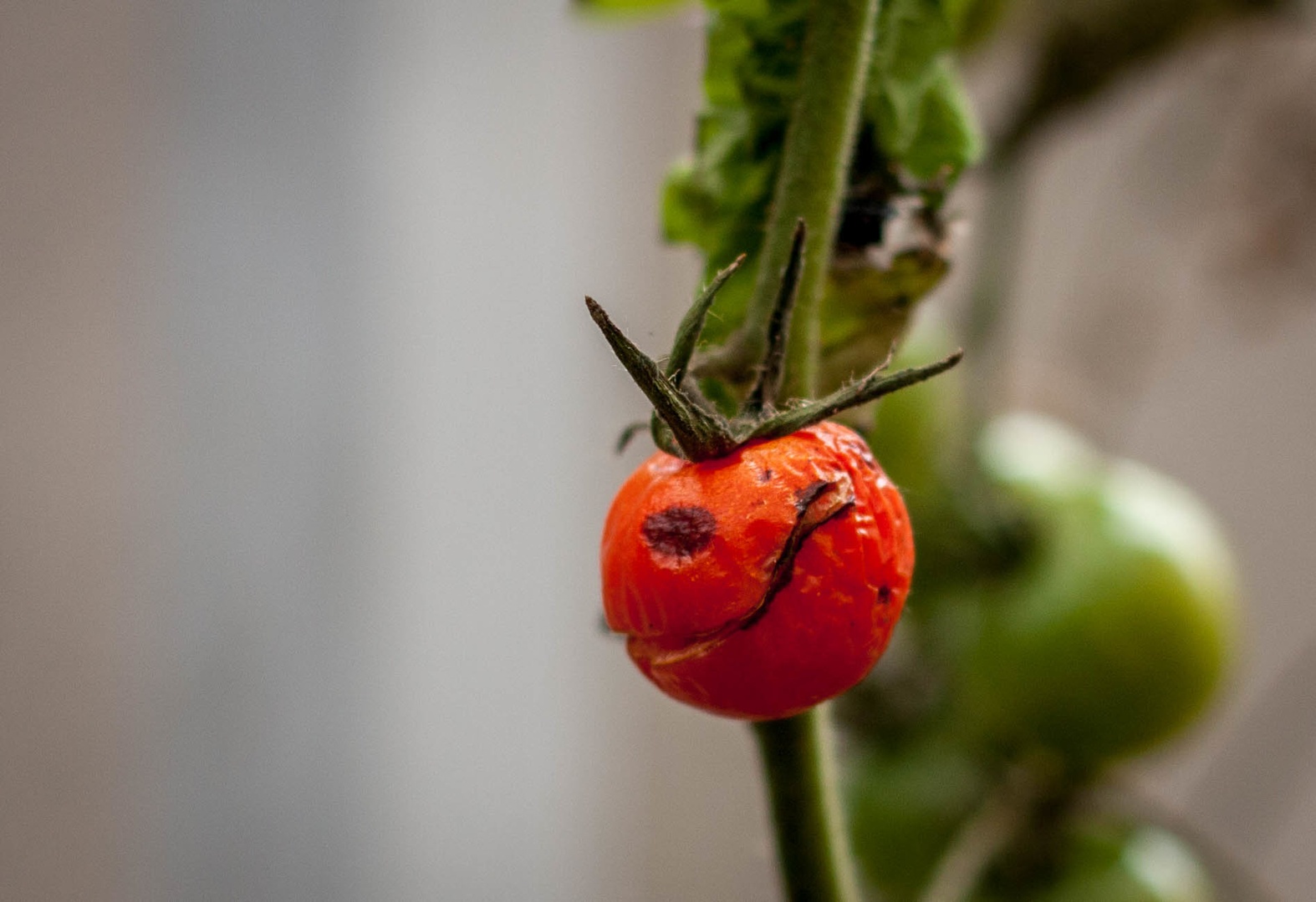 tomato smiley by Robert Hočevar- Hoč