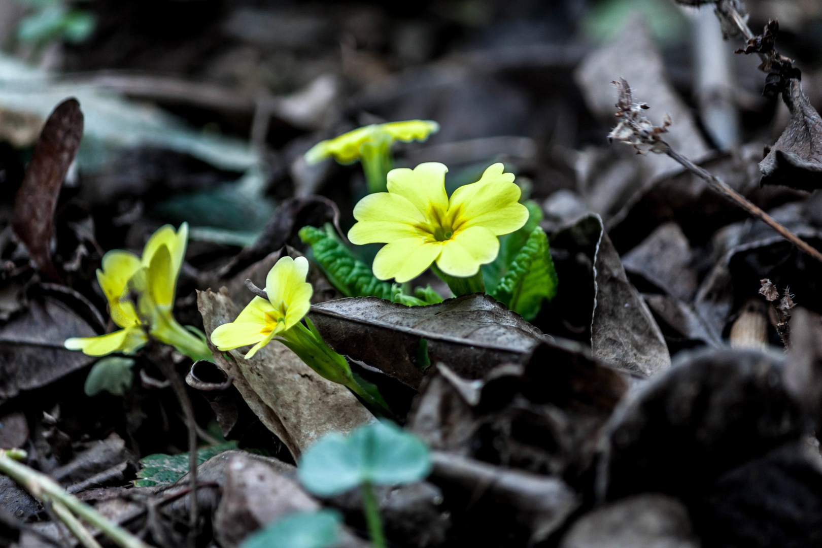 Prebujanje by Robert Hočevar- Hoč