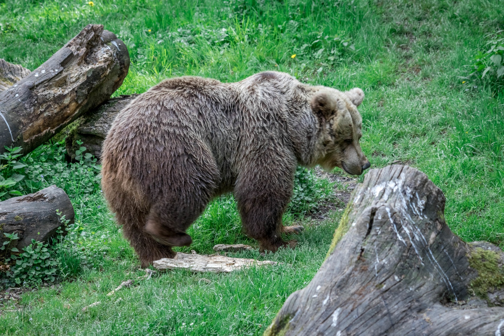 Brundo by Robert Hočevar- Hoč