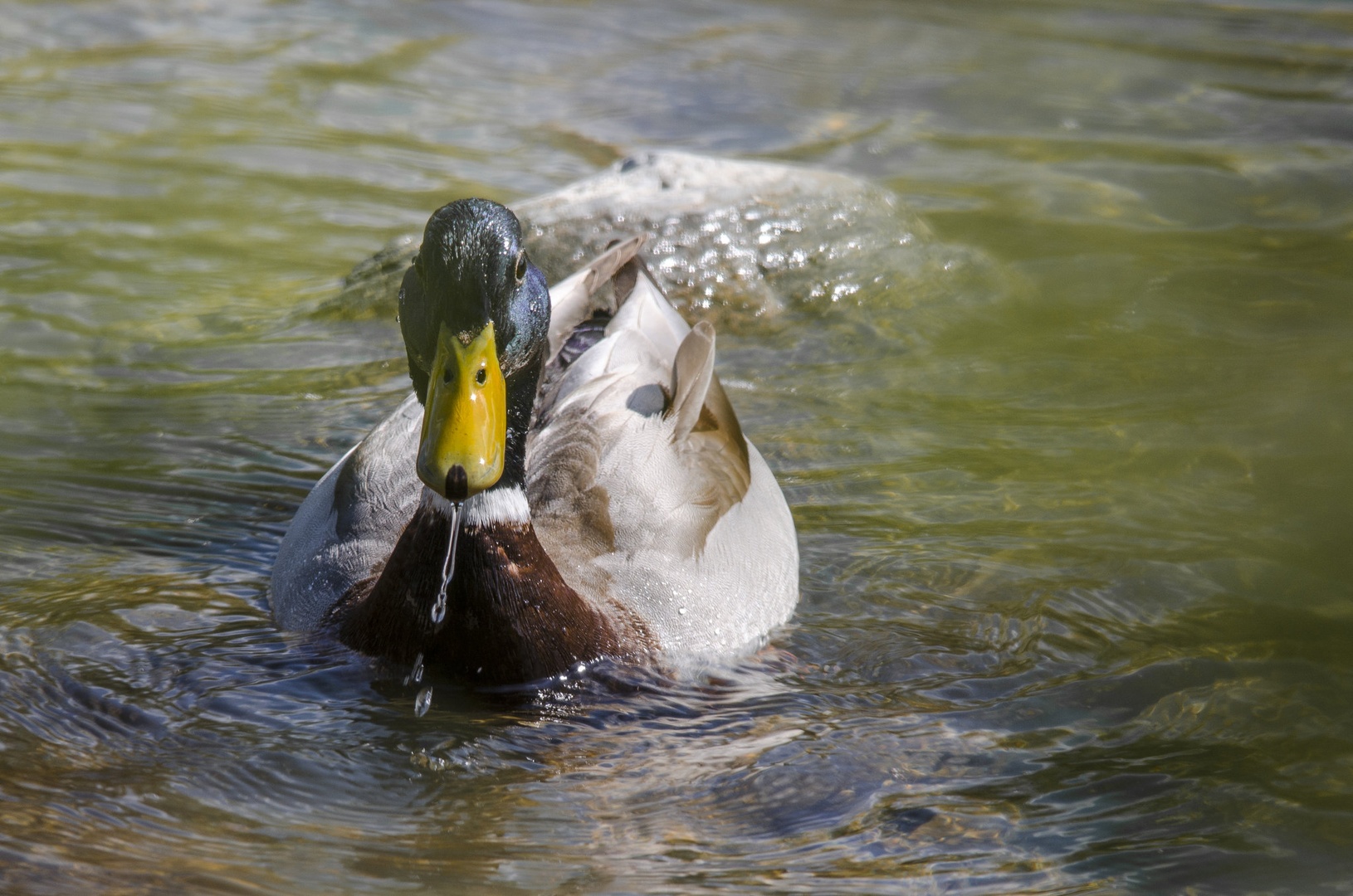 Just a duck by Filip Eremita