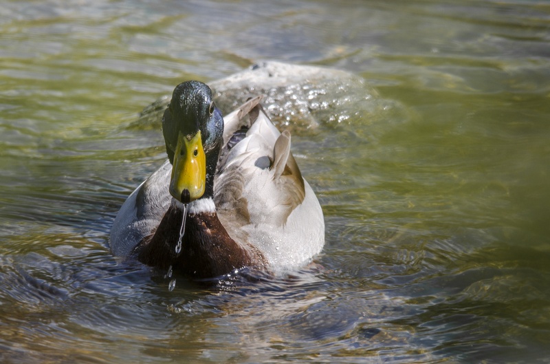 Just a duck by Filip Eremita