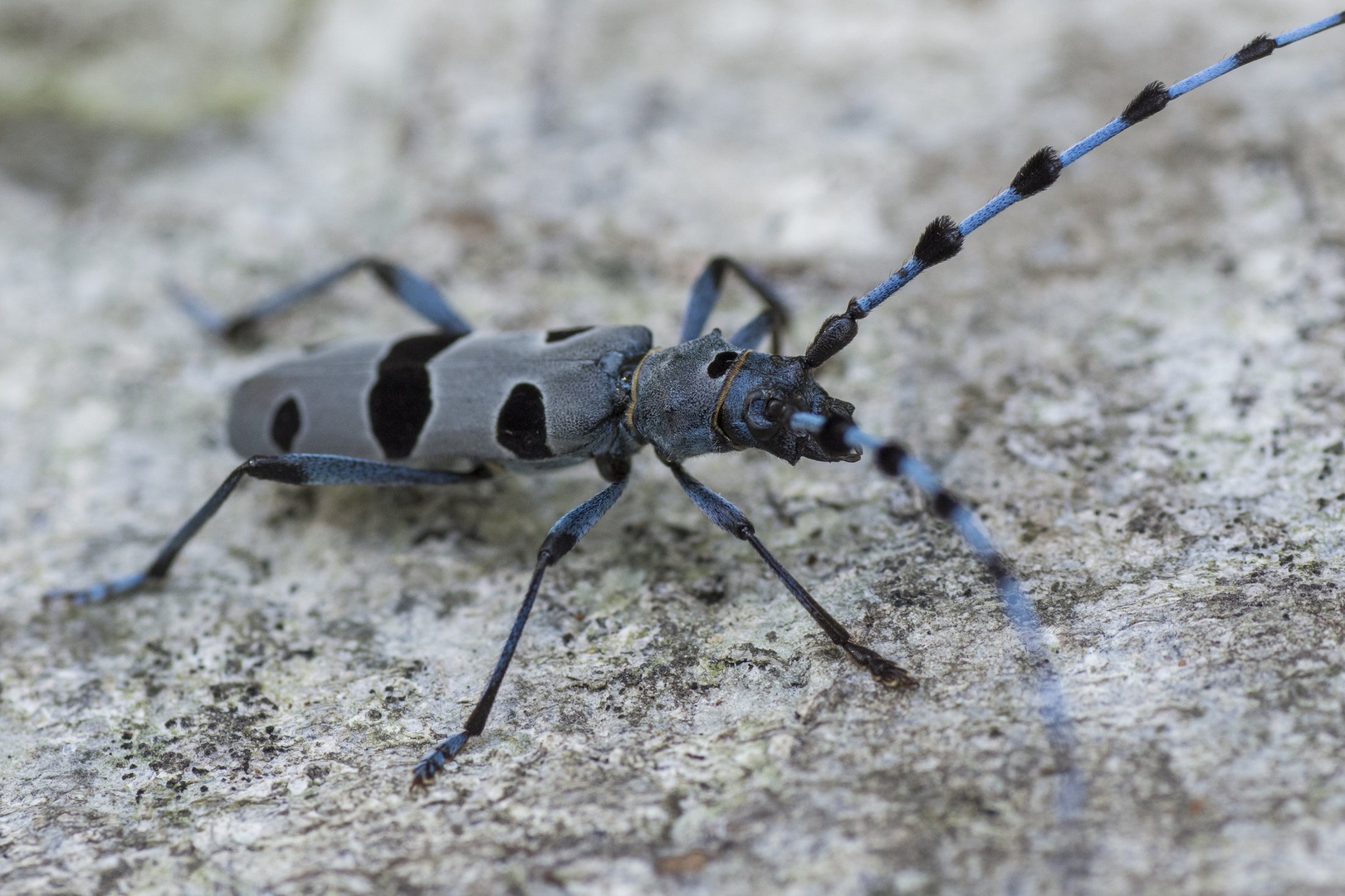 Alpski kozliček (Rosalia alpina) by Filip Eremita