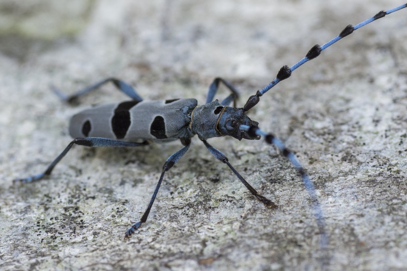 Alpski kozliček (Rosalia alpina) by Filip Eremita