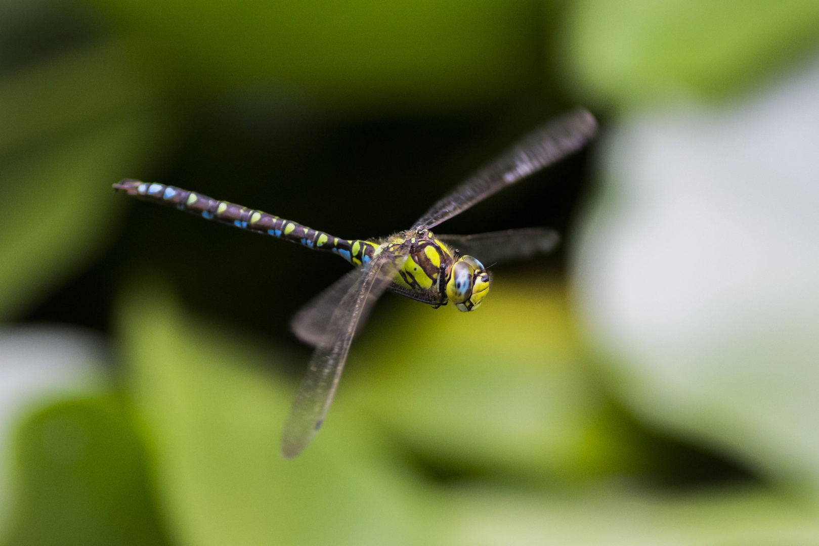 Polet by Filip Eremita