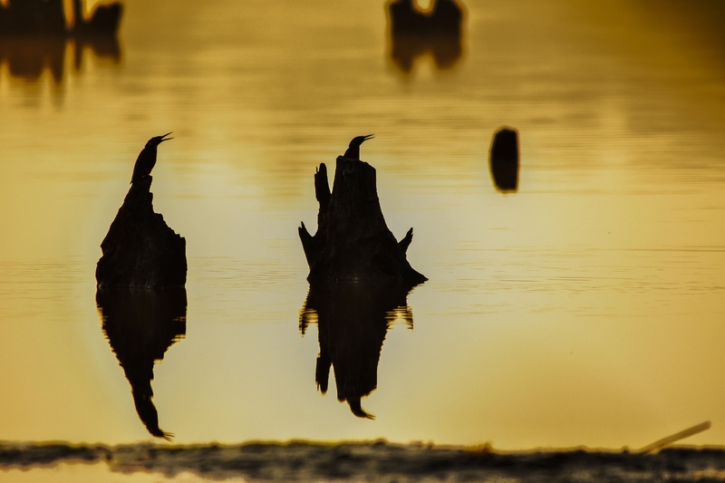 Kingfisher Duo by Filip Eremita