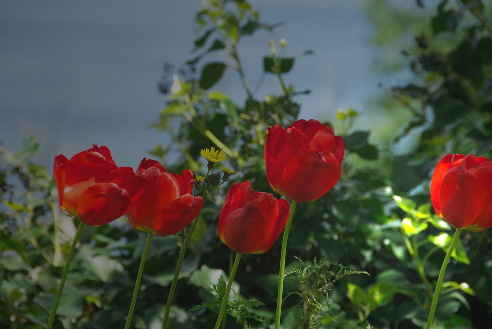 Tulipa by Max Dante