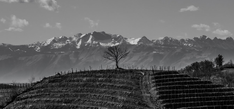vinograd pred Dolomiti by Danilo Kotnik