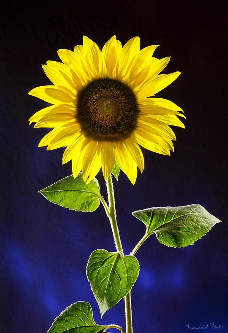 Flower of Sun by Dominik Pavlič