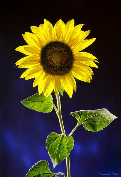 Flower of Sun by Dominik Pavlič