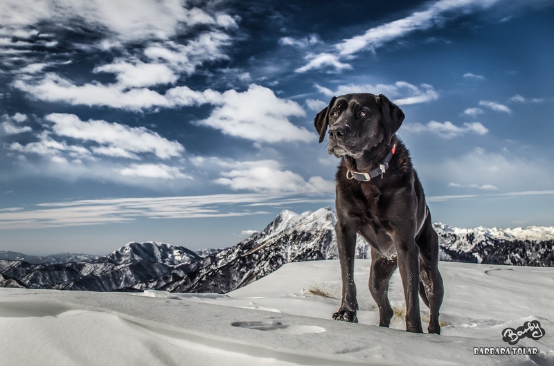 On TOP of the WORLD by Barbara Tolar