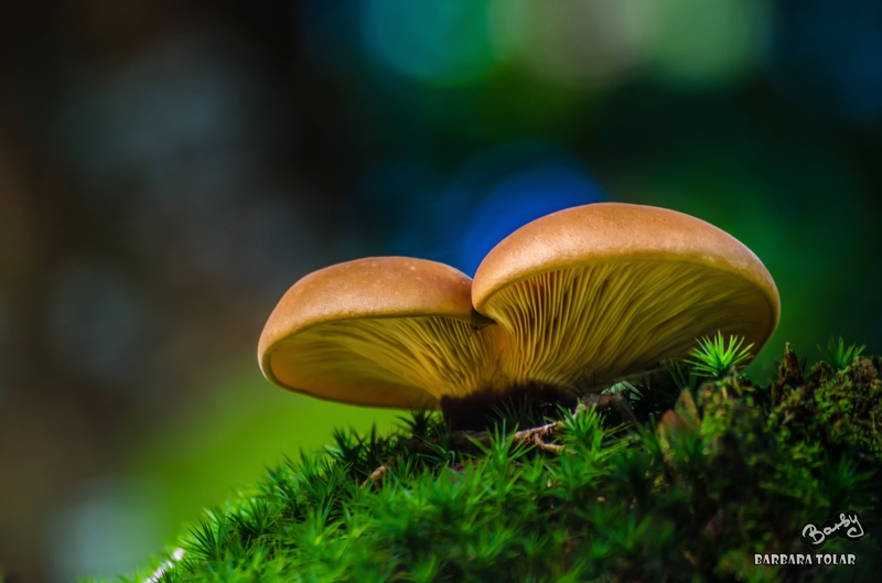 Mushroom by Barbara Tolar