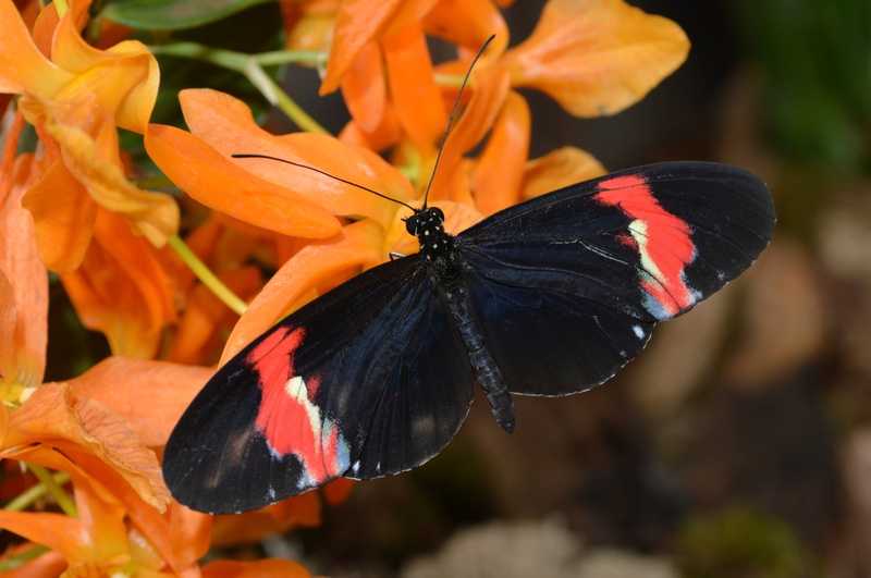Heliconius erato by Marina Nikl