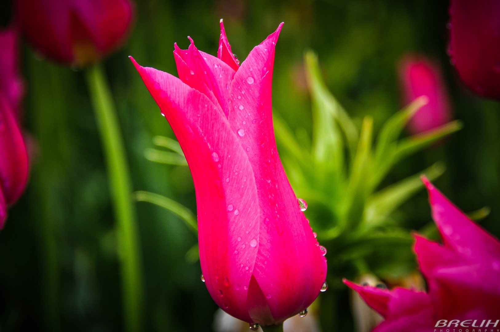 Tulipan v Arboretumu by M