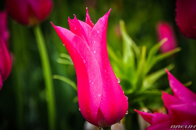Tulipan v Arboretumu by M