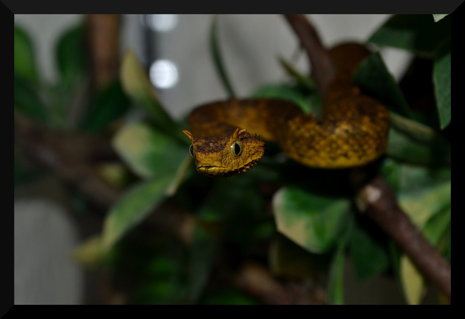 Atheris ceratophora by Marko Kušar