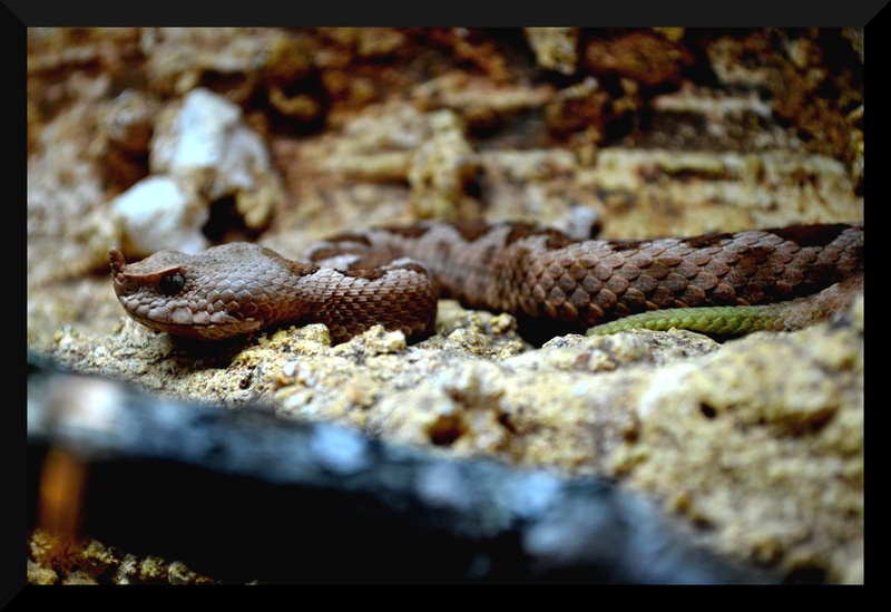 Vipera ammodytes meridionalis by Marko Kušar