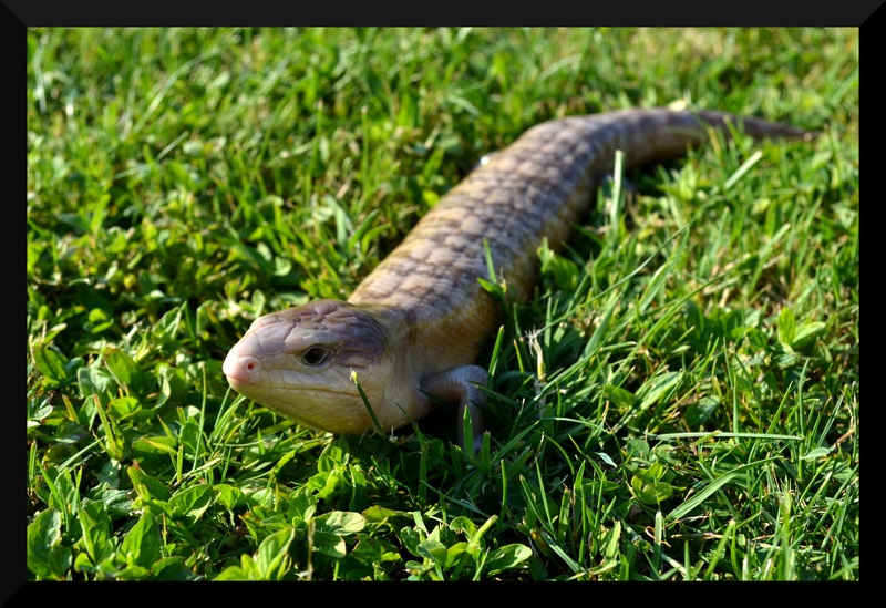 Modrojezični skink by Marko Kušar