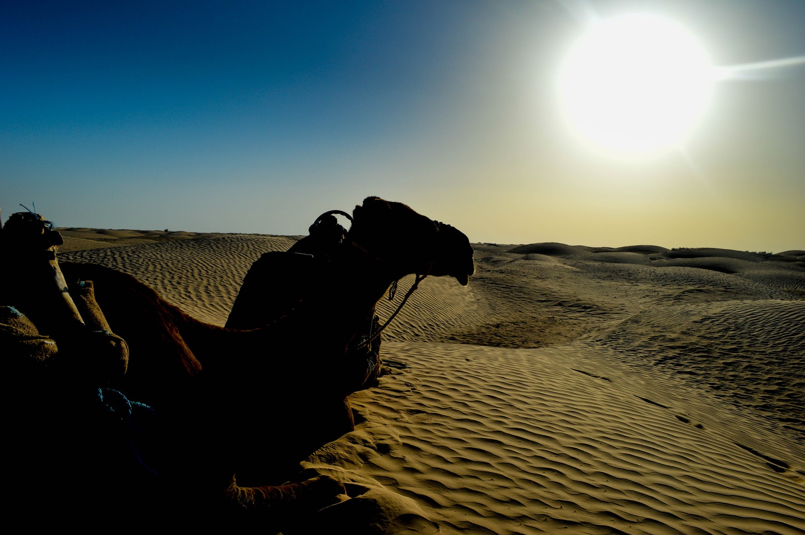 Sahara by
