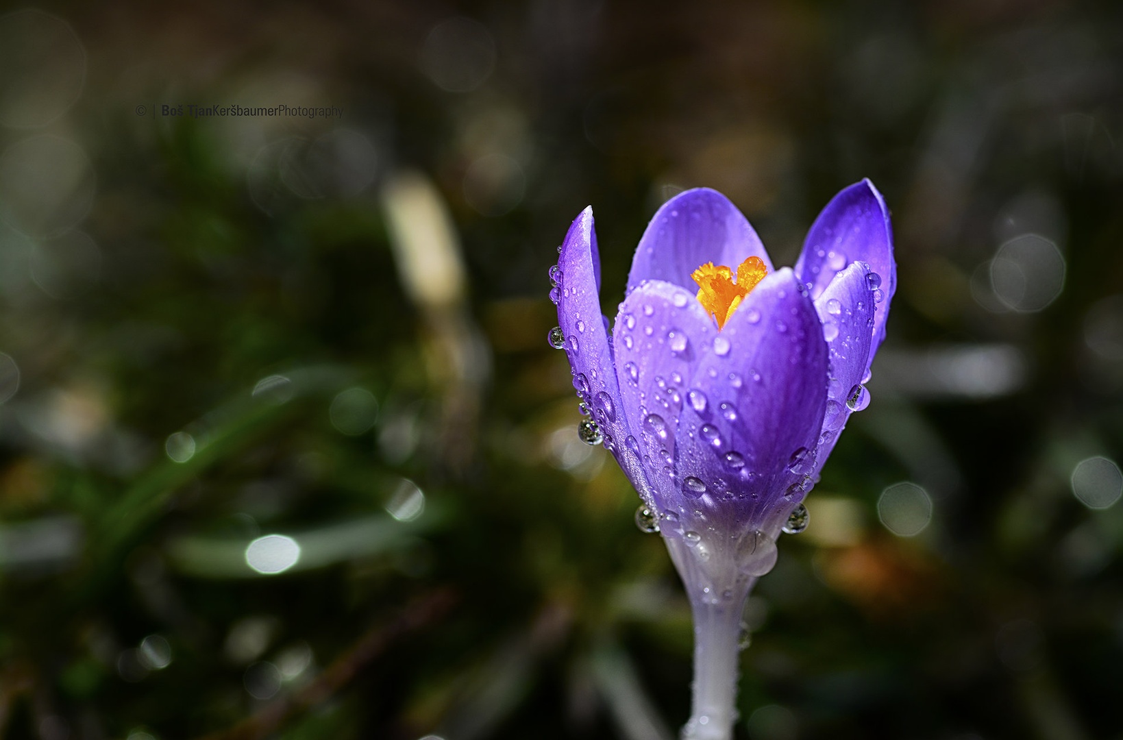 Crocus by Boš Tjan Keršbaumer