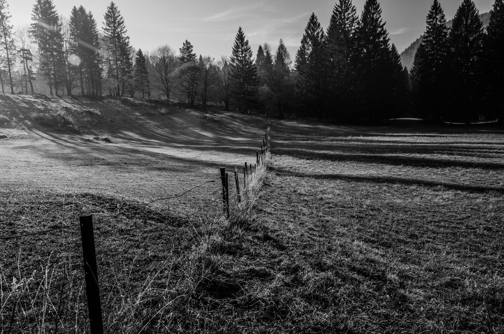 Black forest by Aleš82