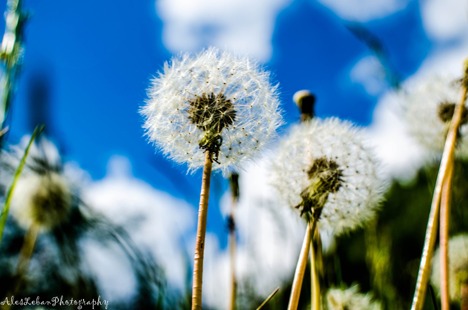 Regratove lučke by Aleš82