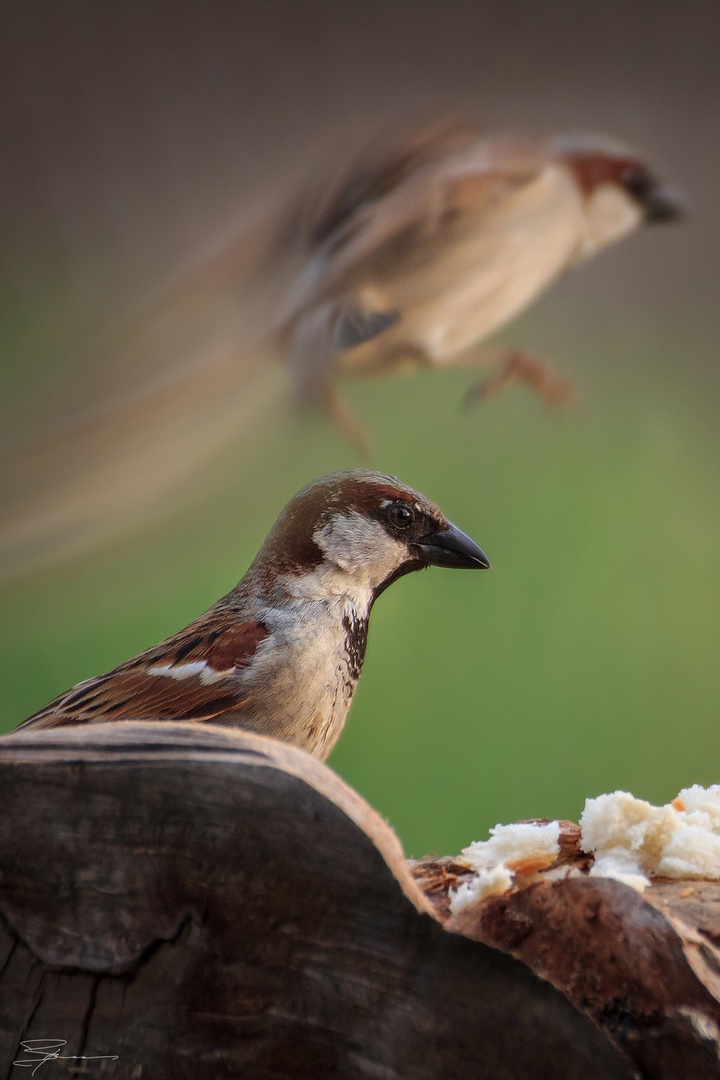 angry birds 2 by borut drago