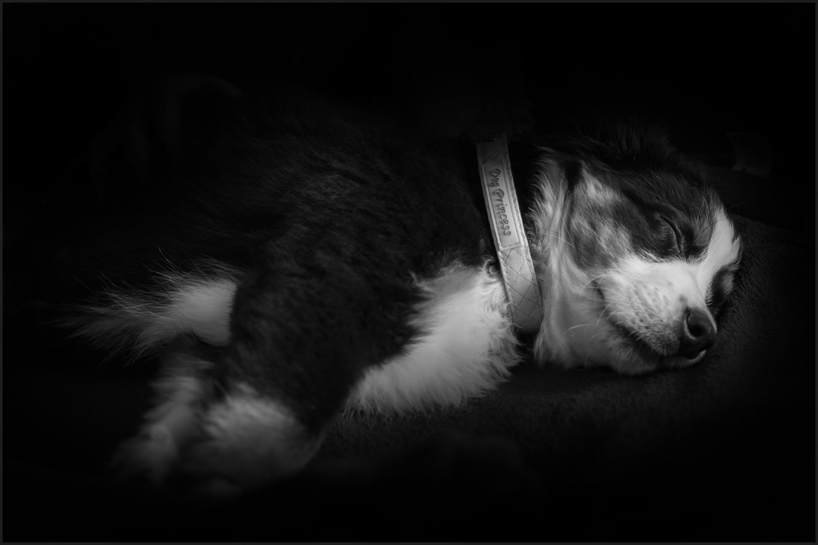 dog princess by borut drago
