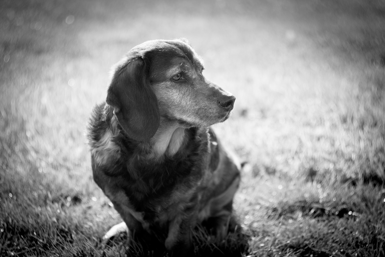 HELIOS 44-2 bokeh by borut drago