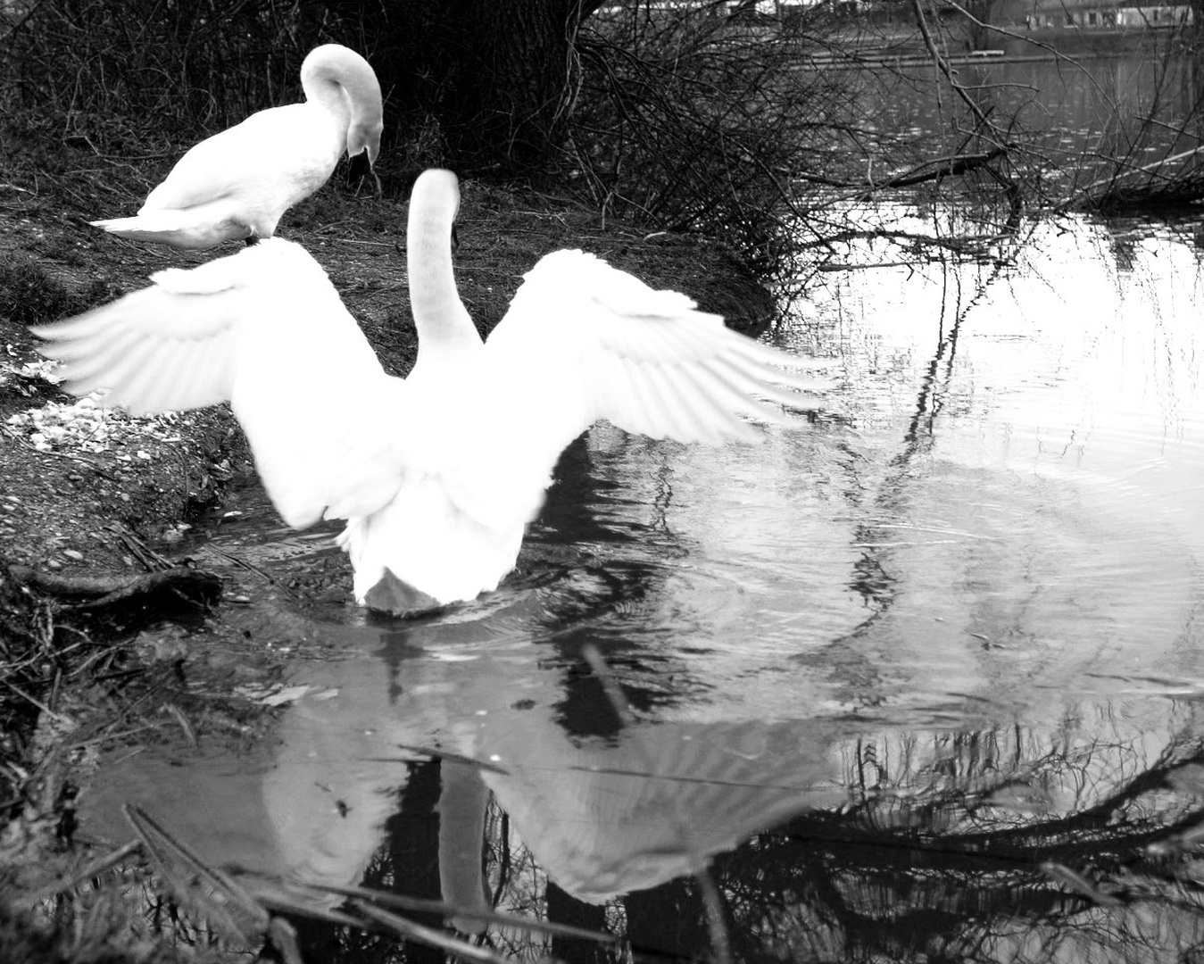 swan by Cudna Kaca