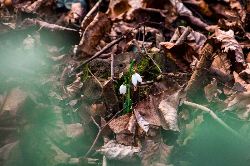Early Spring by P_B