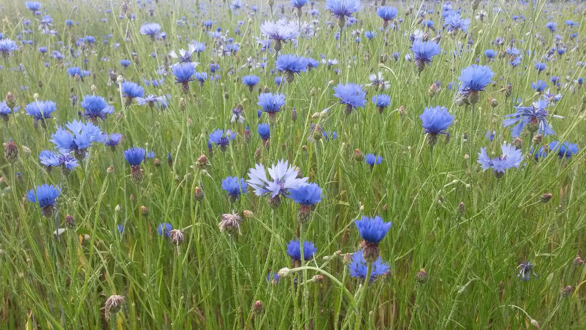 modro polje by Klaudija Lang