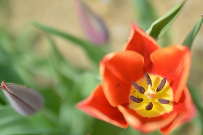 tulipan by Klaudija Lang