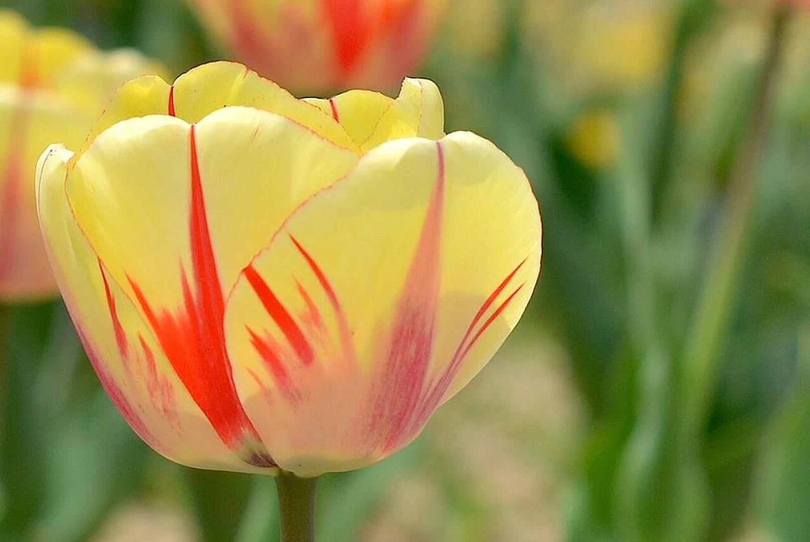 tulipan by Klaudija Lang