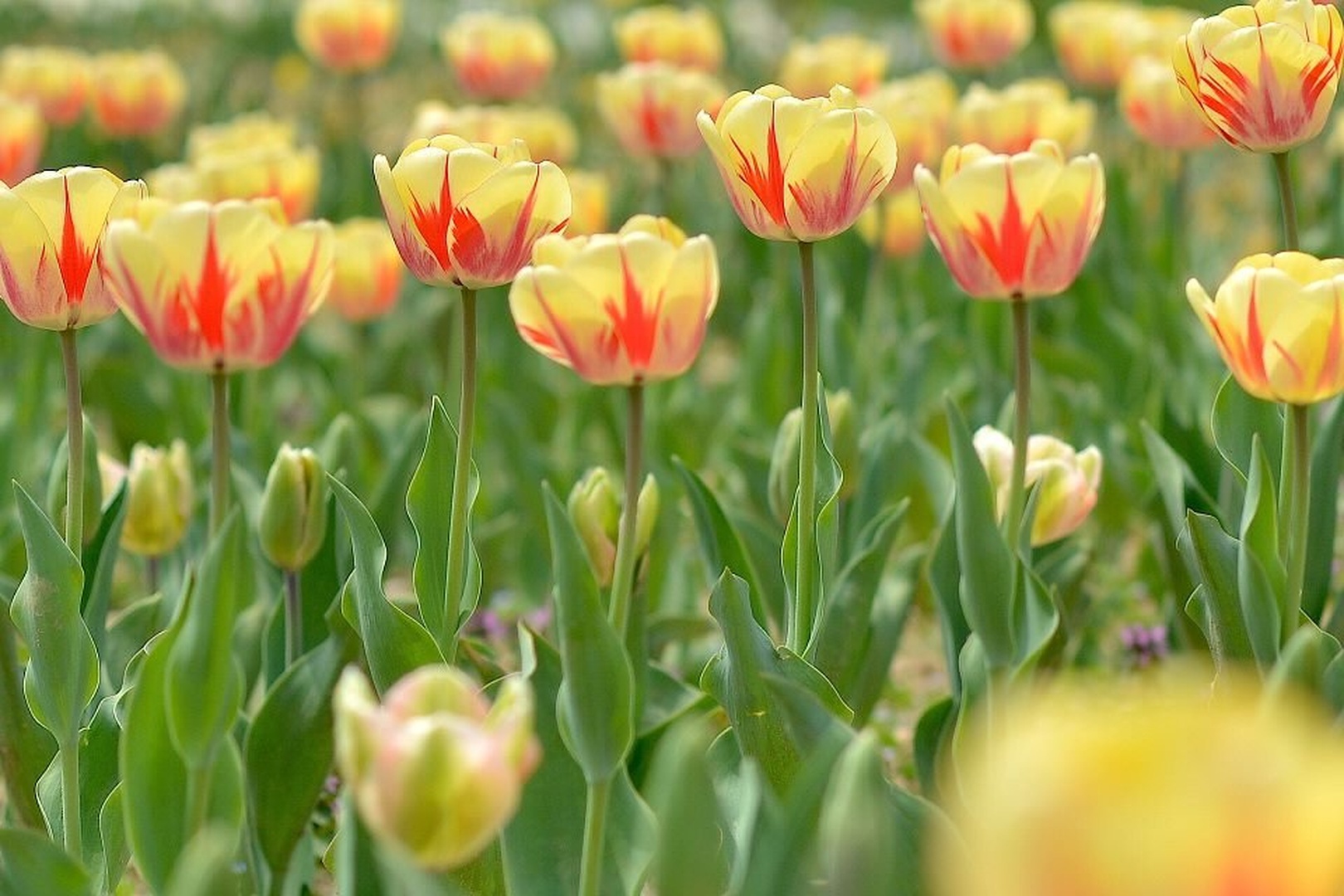 tulipani by Klaudija Lang