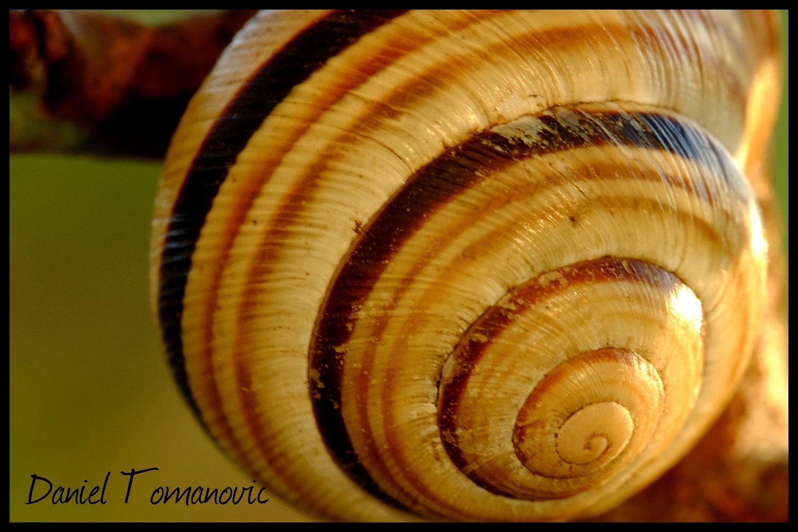 snail house...predleca raynox 250 by Daniel Tomanovič
