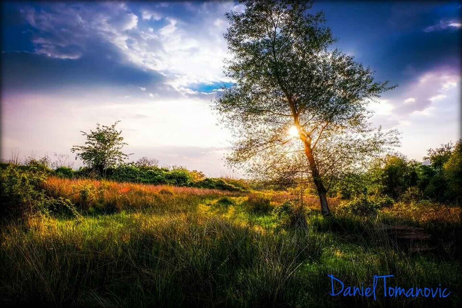 sun behind a tree... by Daniel Tomanovič
