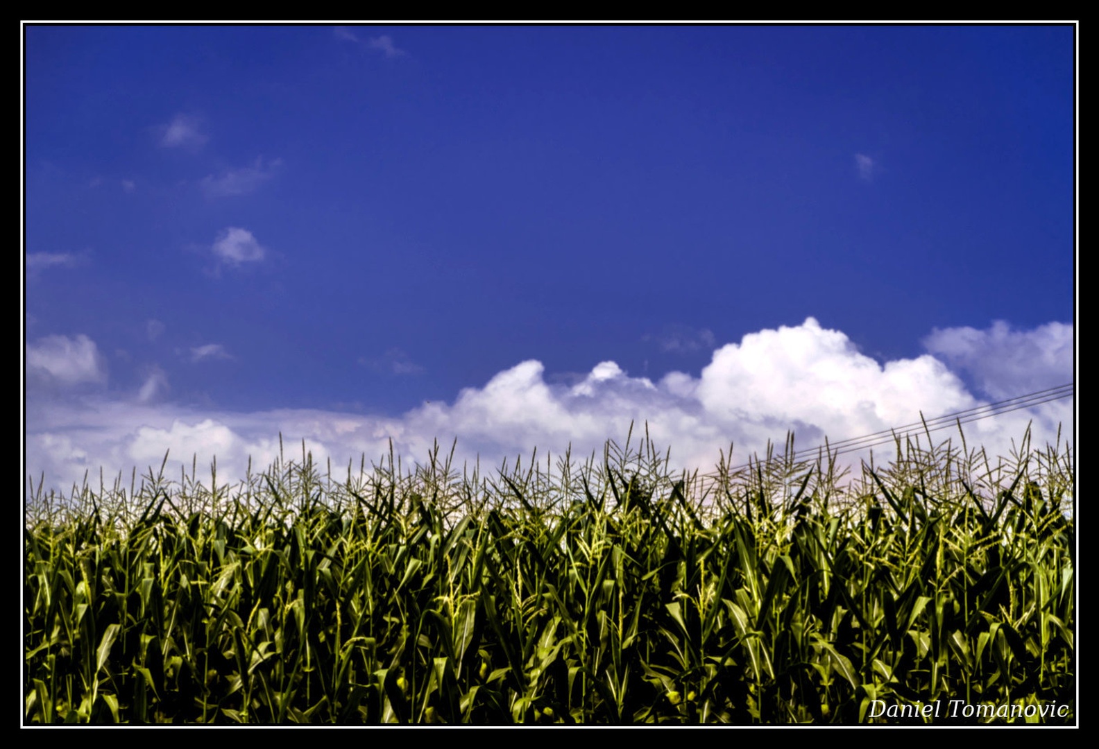 corn field by Daniel Tomanovič