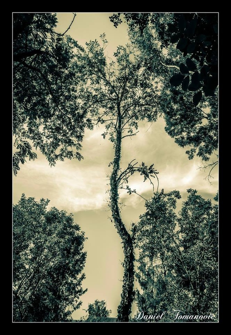 holy tree by Daniel Tomanovič