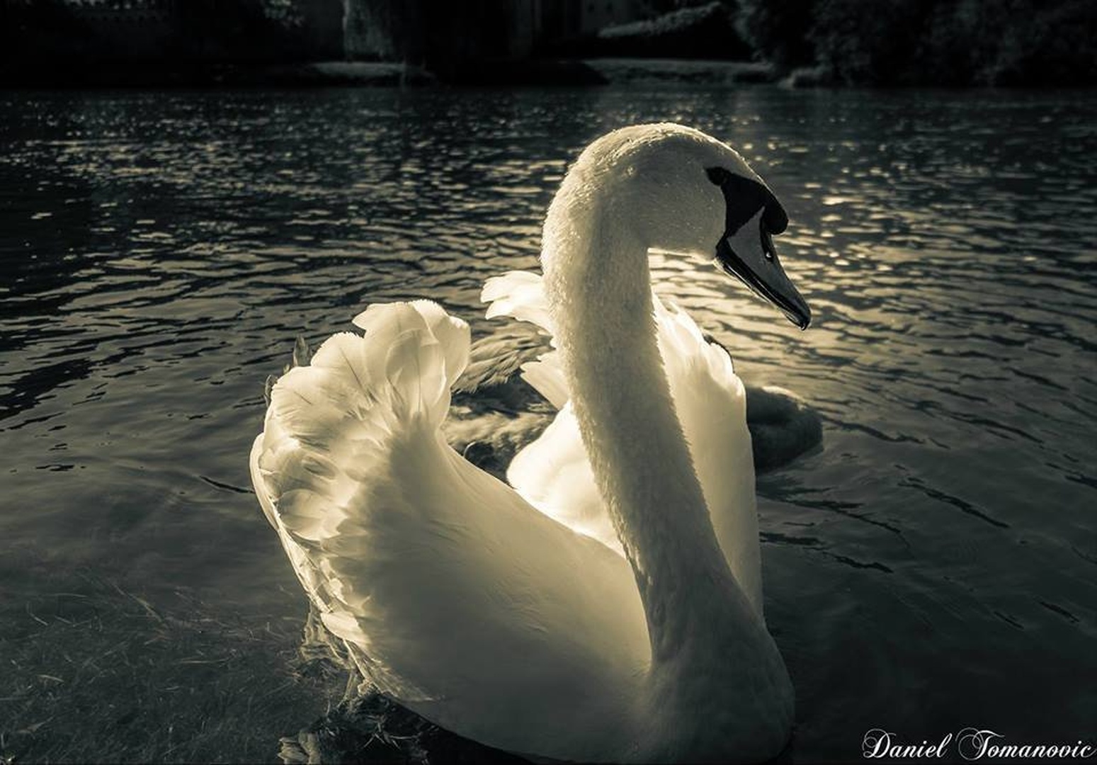 ANGEL SWAN by Daniel Tomanovič